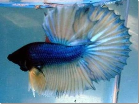 221-su-hinh-thanh-dong-ca-betta-duoi-tua-crowntail-1