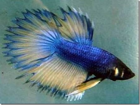 221-su-hinh-thanh-dong-ca-betta-duoi-tua-crowntail-2