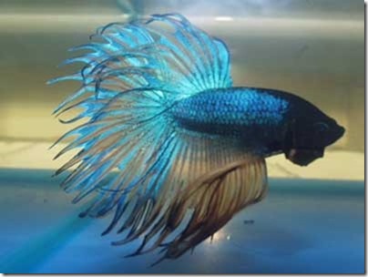 221-su-hinh-thanh-dong-ca-betta-duoi-tua-crowntail-3