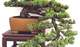Những cây bonsai có thế độc và lạ thu hút dân chơi cảnh