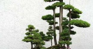 Nghệ thuật tạo dáng cây bonsai